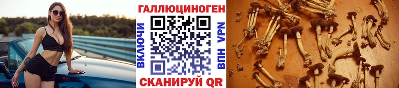 kraken зеркало  Ржев  Псилоцибиновые грибы мухоморы 